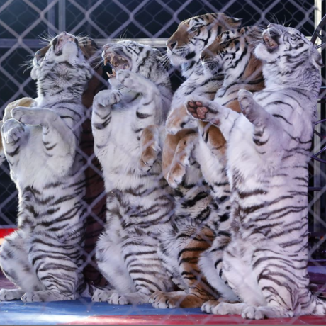 Zenobia Shrine Circus